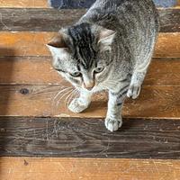Casper gattino 7 mesi