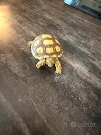 Tartaruga di terra baby Sulcata