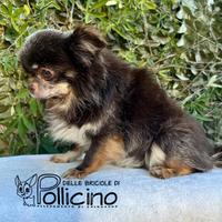 Chihuahua Ex Stalloncino cioccolato pelo lungo