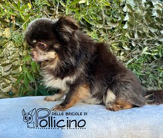Chihuahua Ex Stalloncino cioccolato pelo lungo