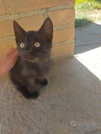 Gattina nera