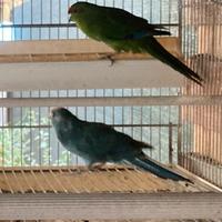 Coppia Kakariki blu verde