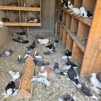 Colombi piccioni ornamentali