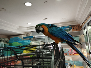 Ara arauna allevata a mano