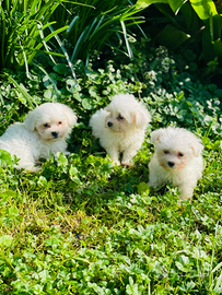 Cuccioli maschi maltese toy maschio e femmina