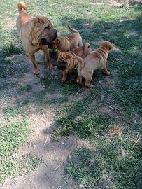 Cuccioli di Sharpei (Shar Pei)
