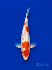 Koi Kohaku Doitsu 35 cm