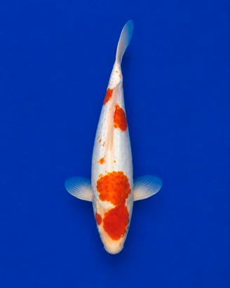 Koi Kohaku Doitsu 35 cm