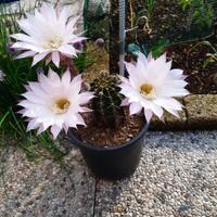 pianta di echinopsis fiore rosa 