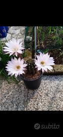 pianta di echinopsis fiore rosa 