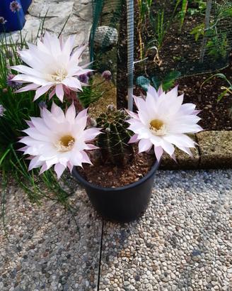 pianta di echinopsis fiore rosa 