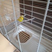 Coppia cocorite + gabbia