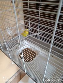 Coppia cocorite + gabbia