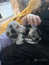 Bassotta arlecchino silver con bianco