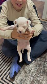 Cucciola di pitbull di 2 mesi