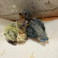 Inseparabili allevati a mano