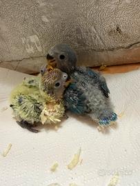 Inseparabili allevati a mano