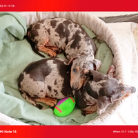 Bassotti Arlecchino Femmina silver/blu