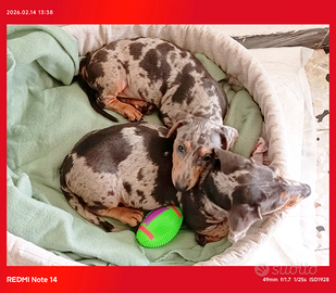 Bassotti Arlecchino Femmina silver/blu