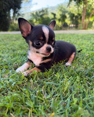 Mini cuccioli chihuahua maschietti pelo corto