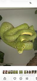 Morelia viridis wamena maschio