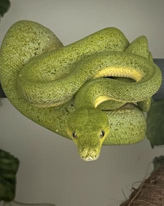 Morelia viridis wamena maschio