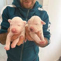 Cani incrocio tra dogo argentino e meticcio
