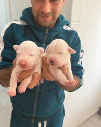 Cani incrocio tra dogo argentino e meticcio