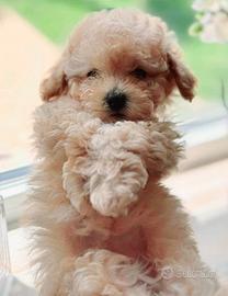 Maltipoo cucciola
