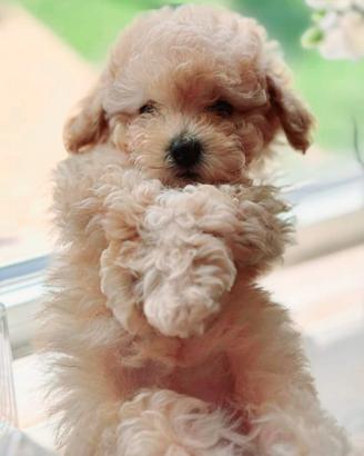 Maltipoo cucciola