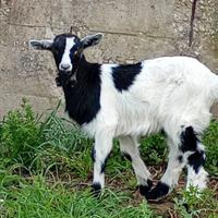 Capretto simil maltese