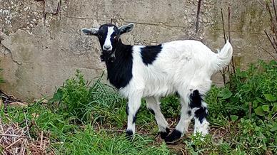 Capretto simil maltese