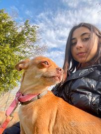 Chihuahua adulta
