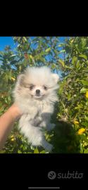 Spitz volpino di Pomerania