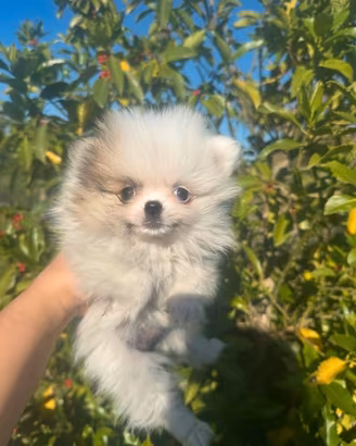 Spitz volpino di Pomerania