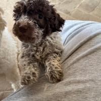 Cucciolo maschio di Lagotto romagnolo