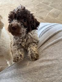 Cucciolo maschio di Lagotto romagnolo
