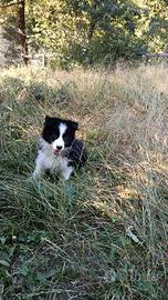 Cuccioli border Collie promo di estate Super Star