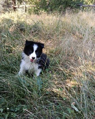 Cuccioli border Collie promo di estate Super Star