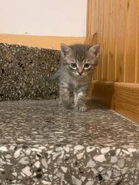 gattino piccolino 