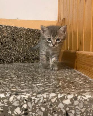 gattino piccolino 