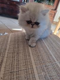 Gattino persiano cincilla