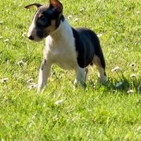 Bull terrier miniature