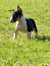 Bull terrier miniature