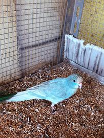 Maschi kakariki vari colori