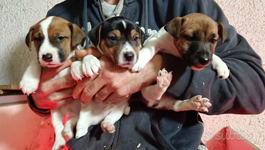 Cuccioli Jack Russell Terrier