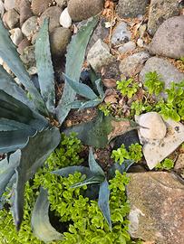 piantine di agave 