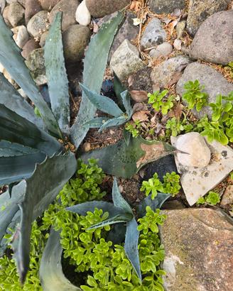 piantine di agave 
