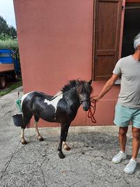 Pony femmina