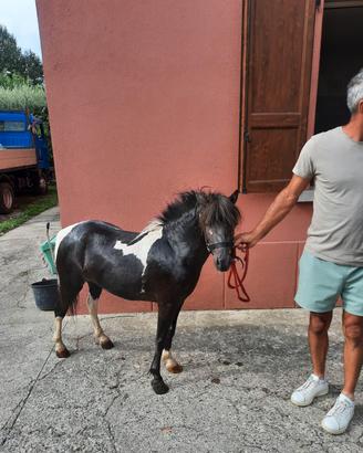 Pony femmina